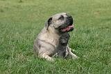 CANE CORSO 1446